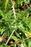 Centaurea alpestris