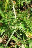 Centaurea alpestris. Стеблевой лист. Крым, Ялтинская яйла. 15 июля 2012 г.