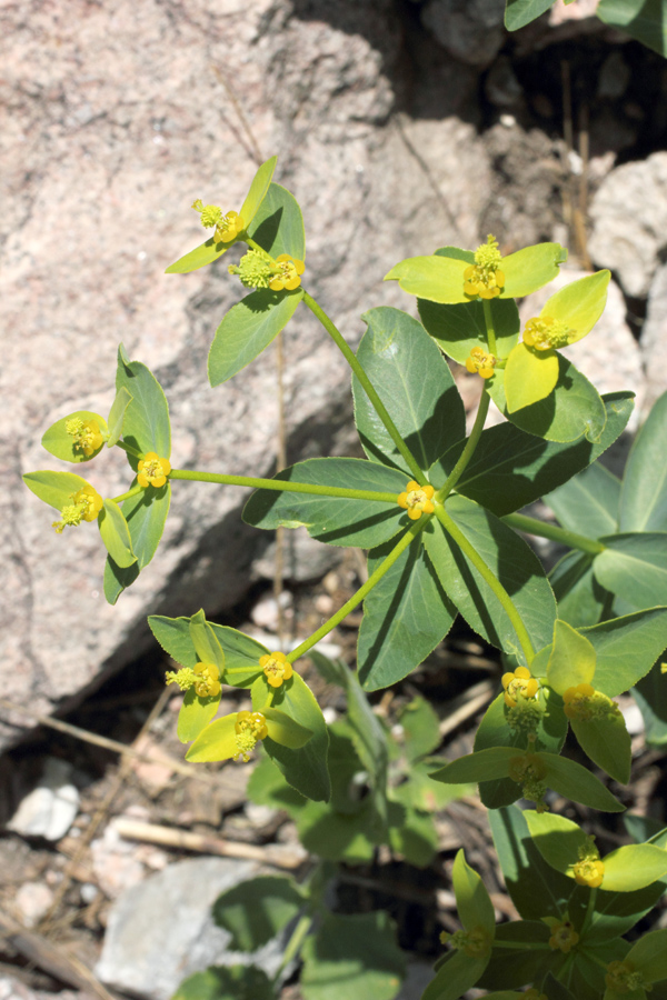 Image of Euphorbia talastavica specimen.