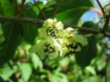 Actinidia arguta