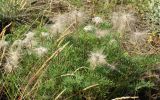 Pulsatilla turczaninovii