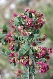 Atraphaxis pyrifolia. Веточка с соцветиями. Южный Казахстан, каньон Даубаба, правый берег. 05.05.2012.
