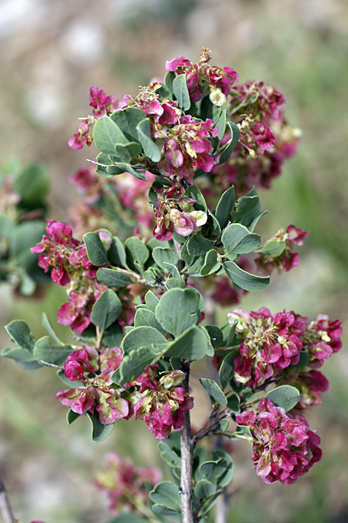 Изображение особи Atraphaxis pyrifolia.