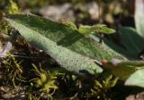 Pilosella cymella. Верхняя поверхность листа. Ленинградская обл., Ломоносовский р-н, Кирхгофская возвышенность, луг на элювии известняка. 09.09.2012.