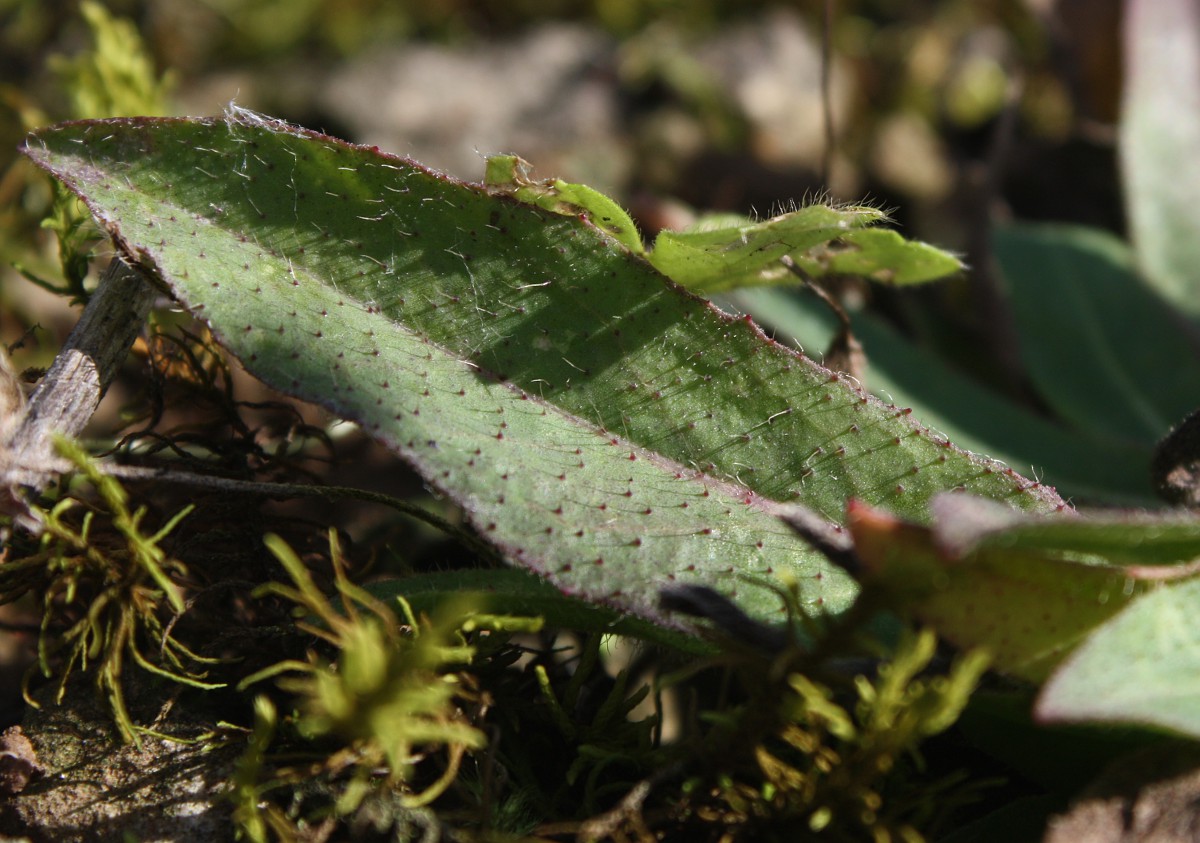 Image of Pilosella cymella specimen.