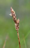 Carex chordorrhiza