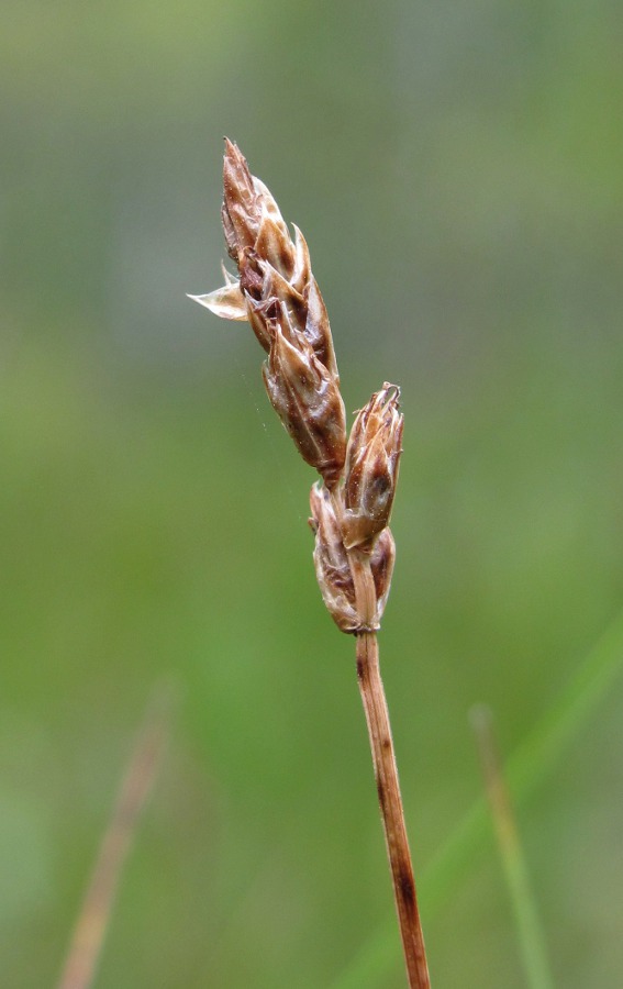 Изображение особи Carex chordorrhiza.