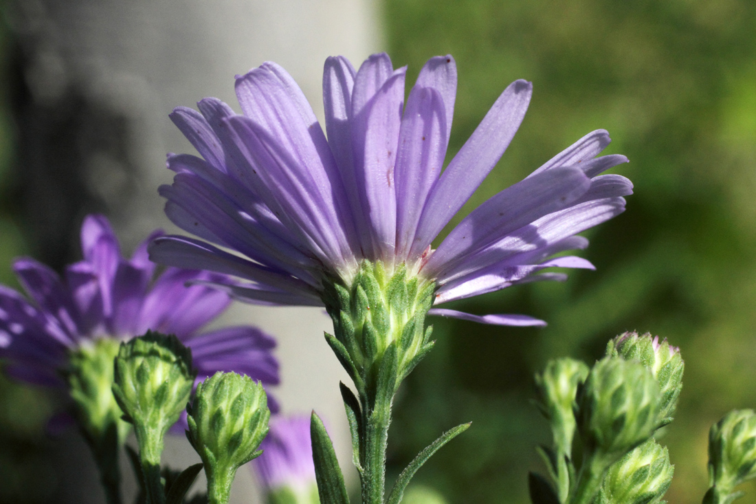 Image of Symphyotrichum × versicolor specimen.