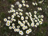 род Anthemis