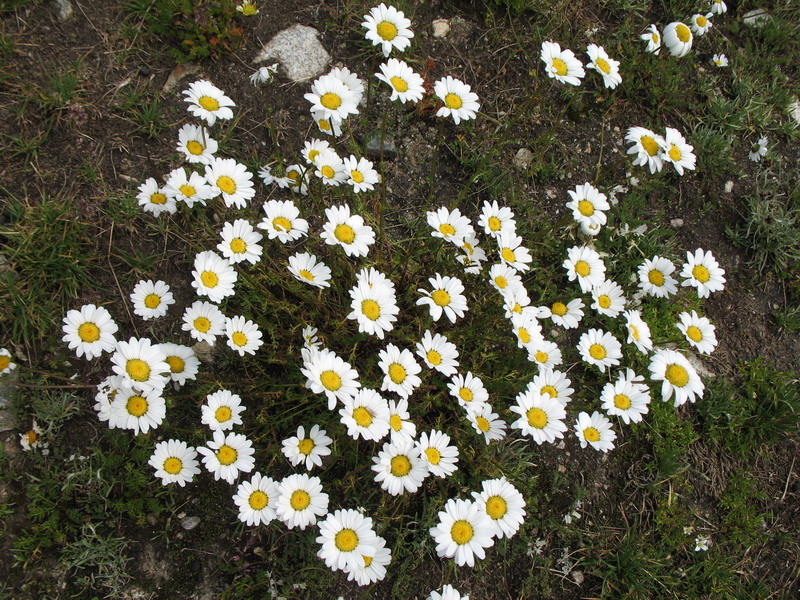 Image of genus Anthemis specimen.