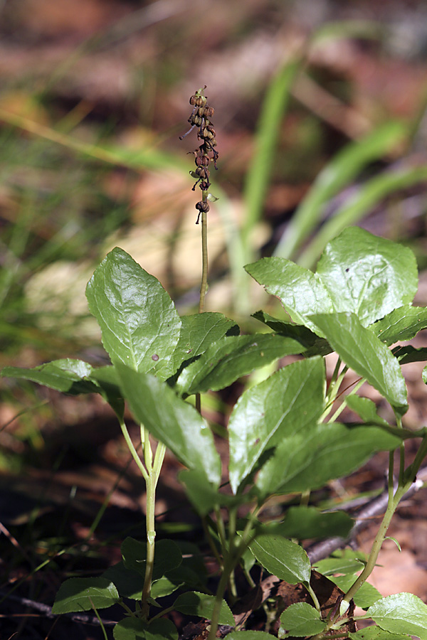 Image of Orthilia secunda specimen.