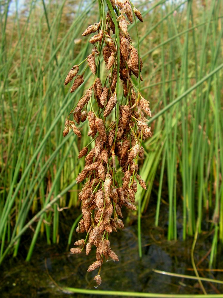 Image of Schoenoplectus hippolyti specimen.