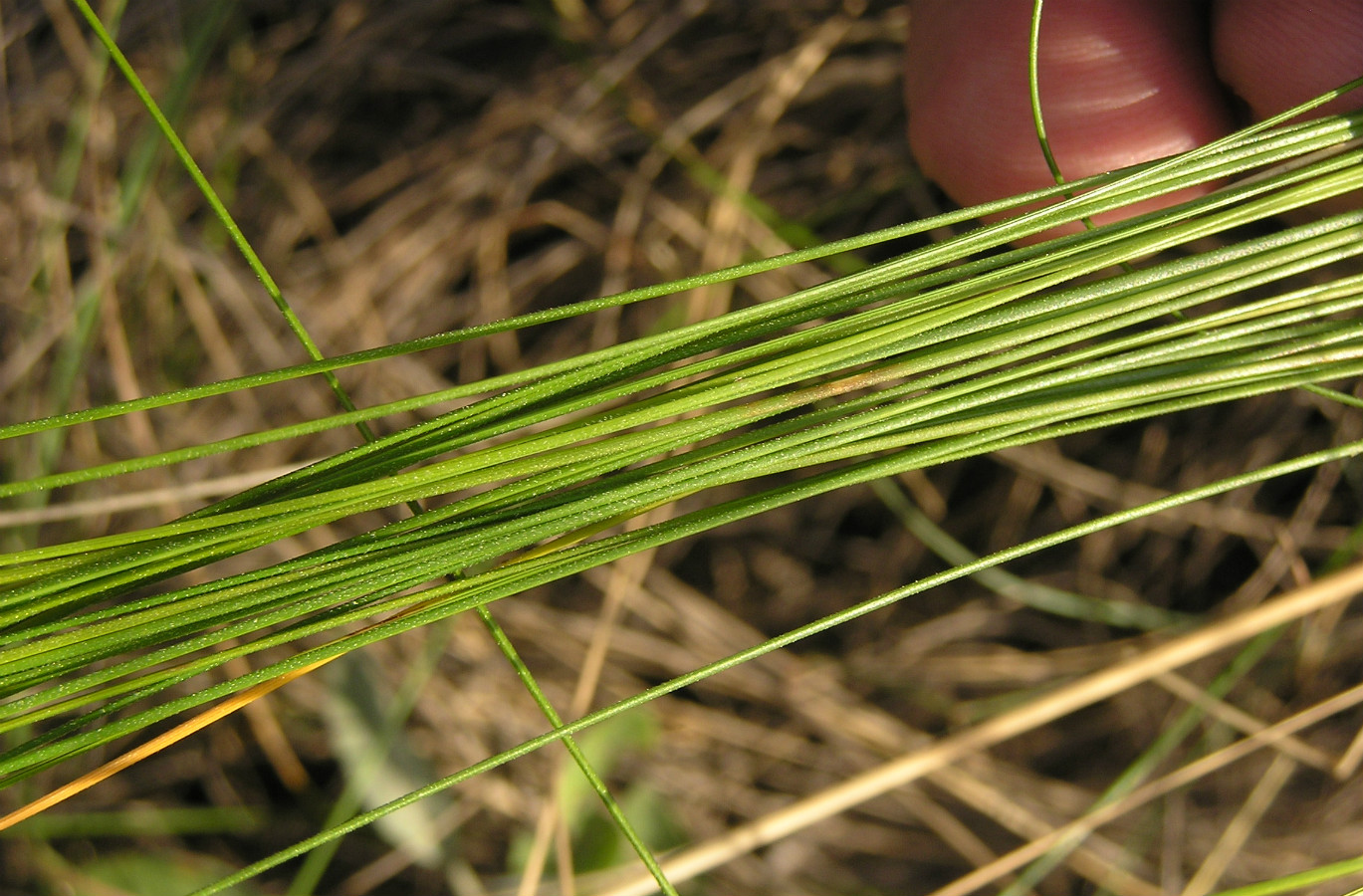 Изображение особи Stipa tirsa.