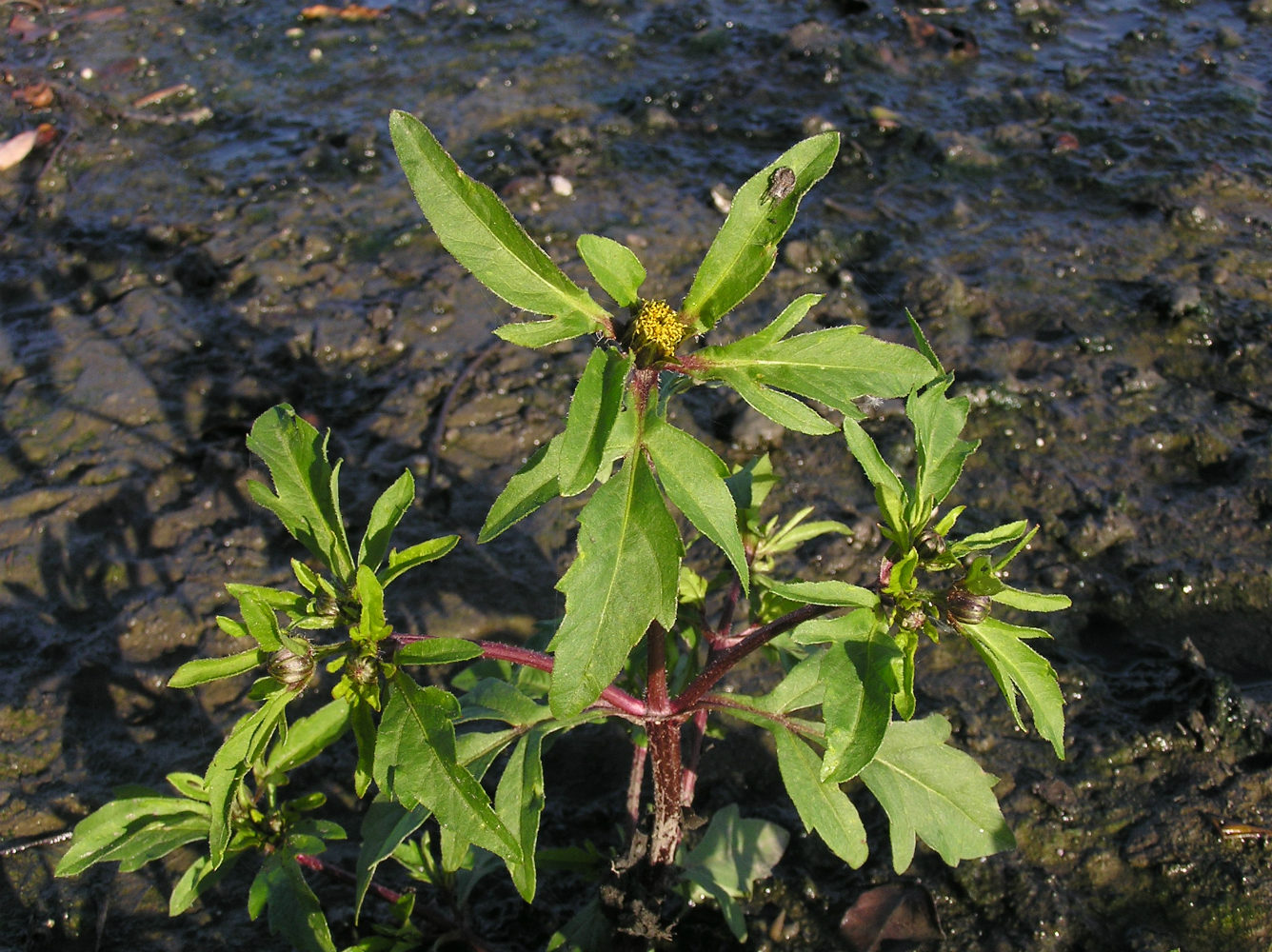 Image of Bidens tripartita specimen.