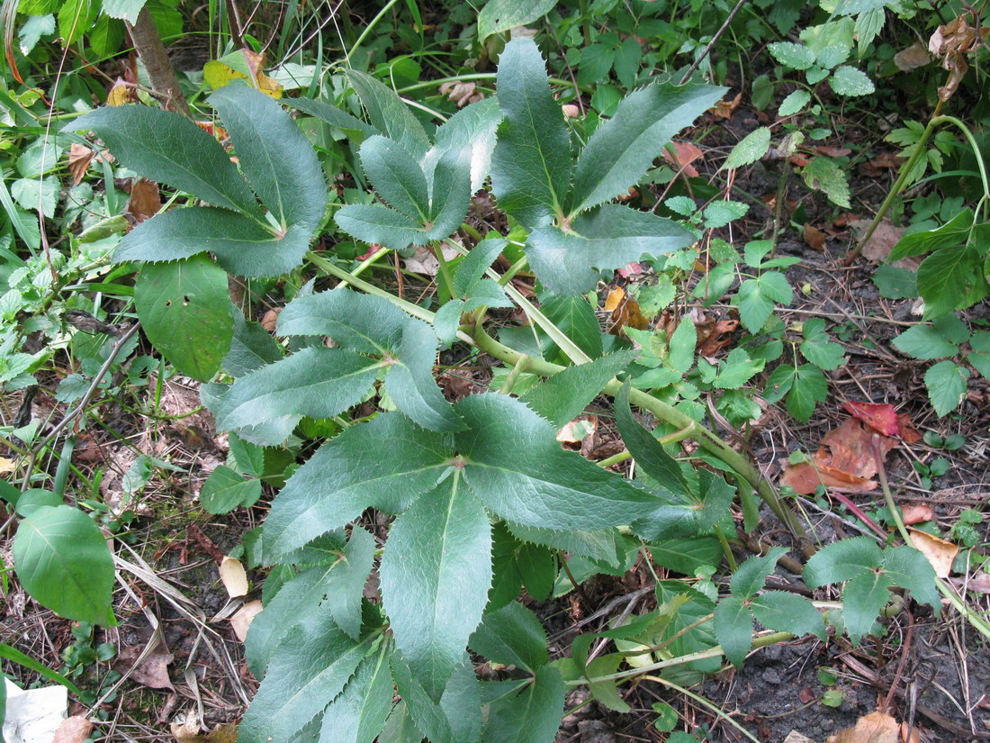 Image of Helleborus argutifolius specimen.
