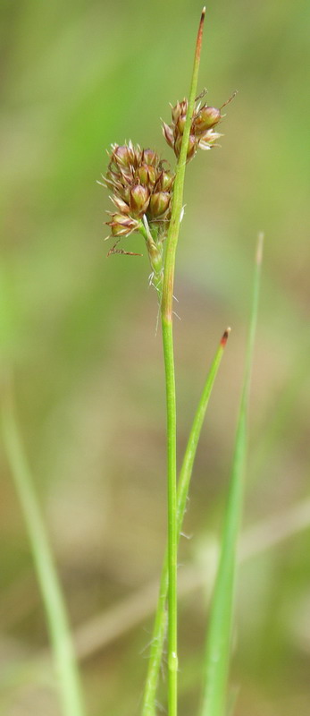 Image of Luzula pallescens specimen.