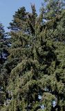 Picea sitchensis
