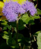 Ageratum houstonianum