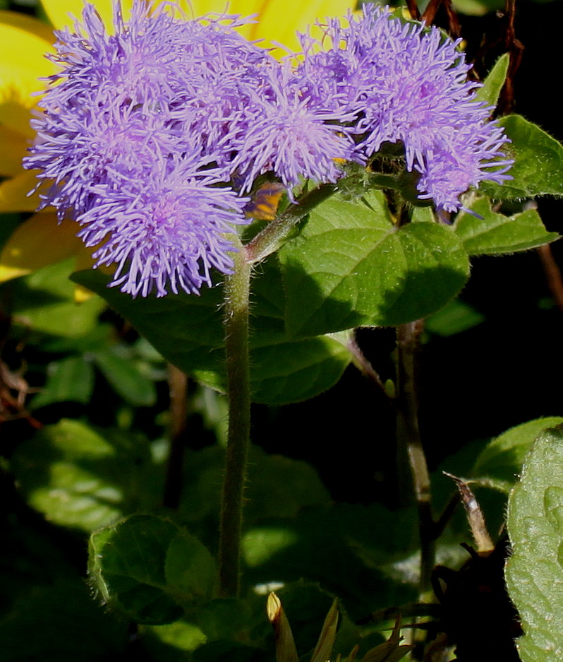 Image of Ageratum houstonianum specimen.