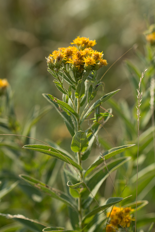 Изображение особи Inula germanica.