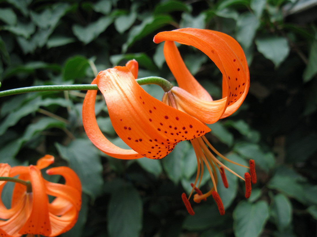 Изображение особи Lilium davidii.