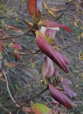 Rhododendron mucronulatum. Верхушки веточек с листьями в осенней окраске. Владивосток, Ботанический сад-институт ДВО РАН. 3 ноября 2012 г.