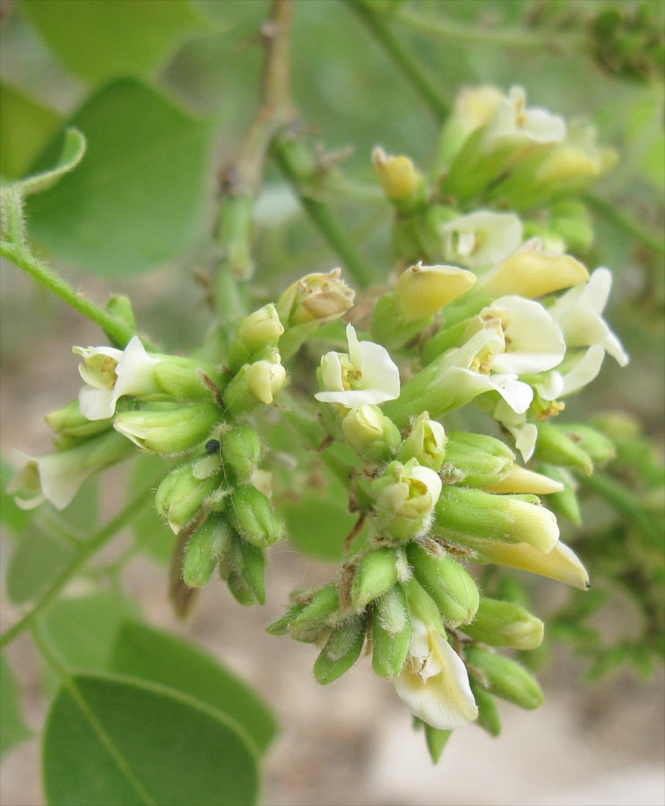 Image of Dalbergia sissoo specimen.
