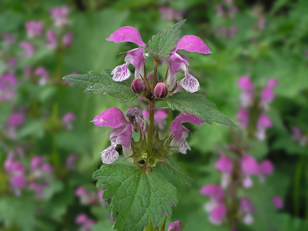 Image of Lamium maculatum specimen.