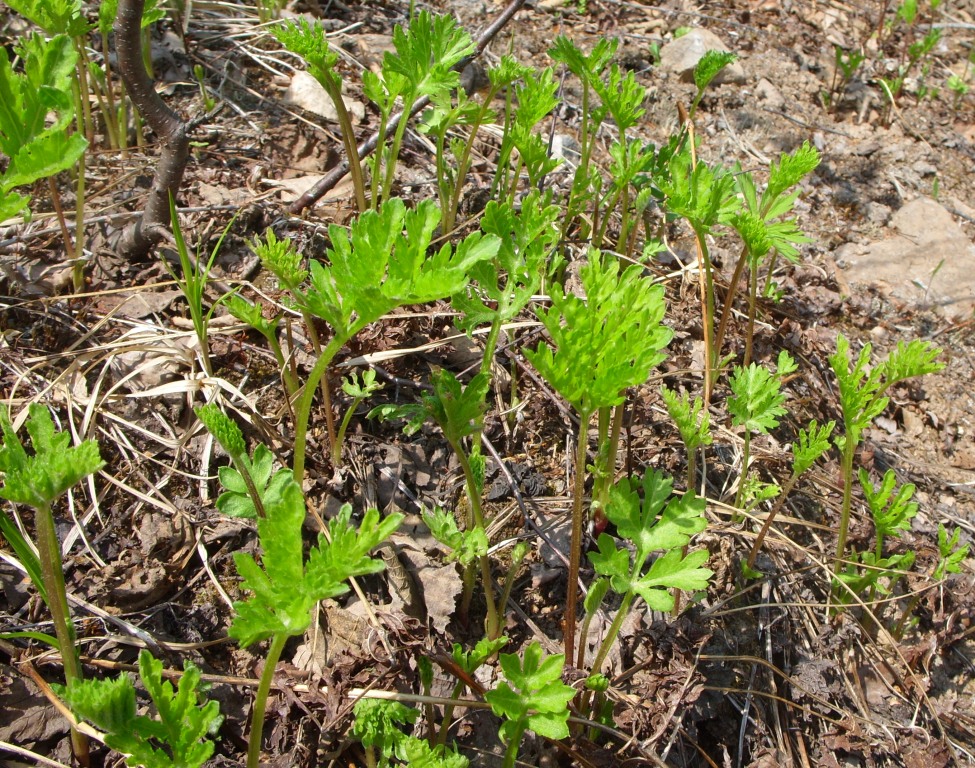 Изображение особи род Artemisia.