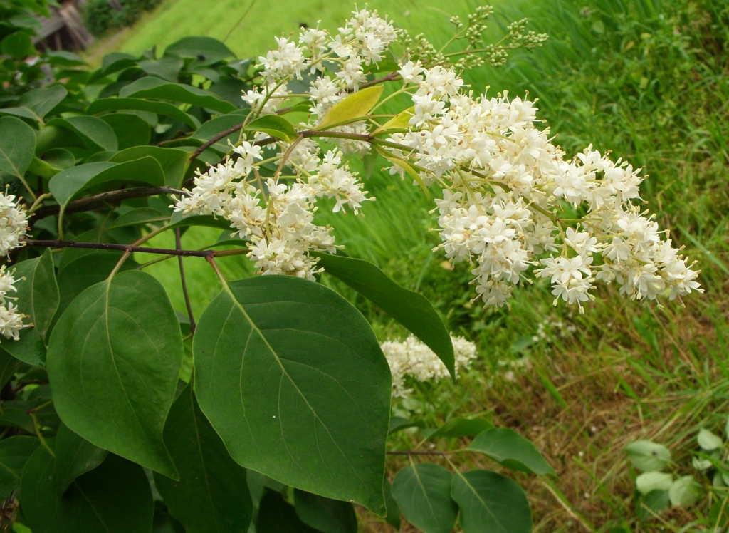 Image of Syringa amurensis specimen.