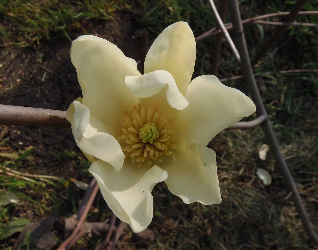Image of genus Magnolia specimen.