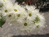 Corymbia torelliana. Соцветие. Израиль, г. Беэр-Шева, городское озеленение. 11.05.2013.