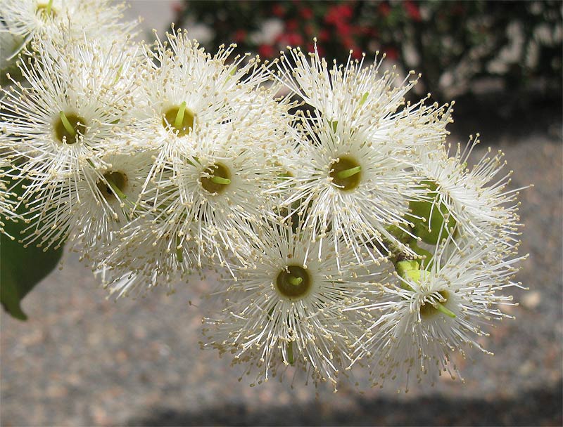 Image of Corymbia torelliana specimen.