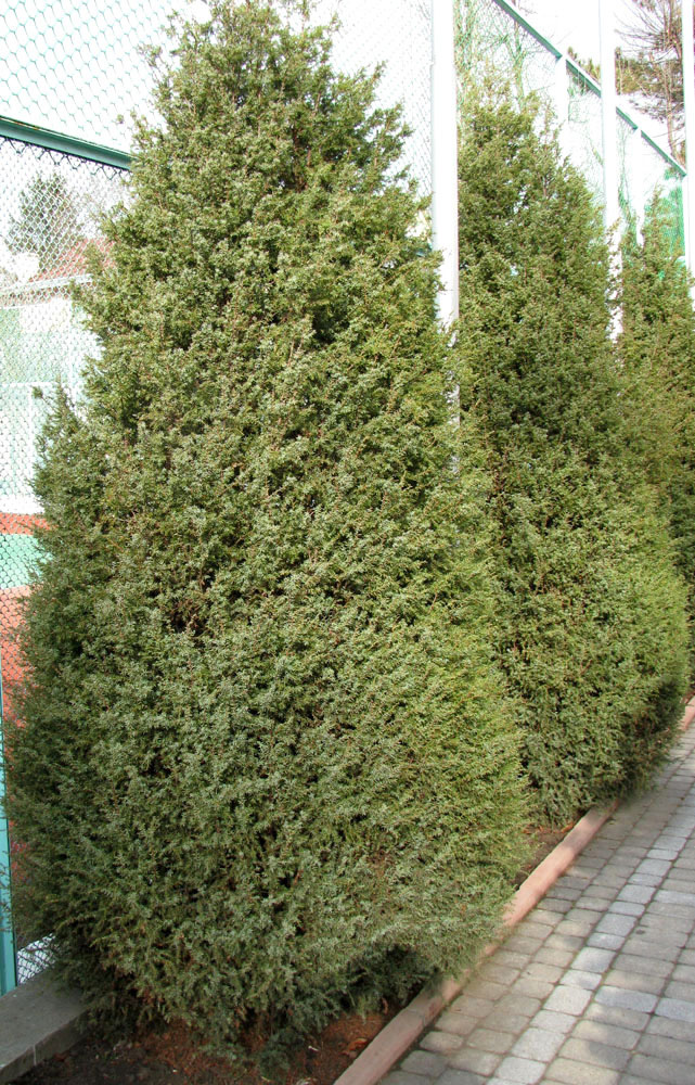 Изображение особи Juniperus oblonga.