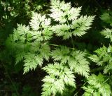 Aethusa cynapium. Лист. Украина, г. Запорожье, посадка возле оз. Кушугум. 26.05.2013.