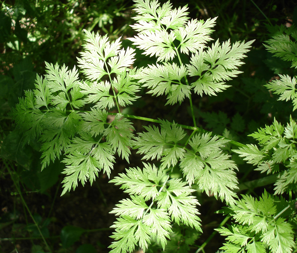 Изображение особи Aethusa cynapium.