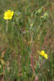 Potentilla callieri