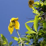 Clematis tangutica