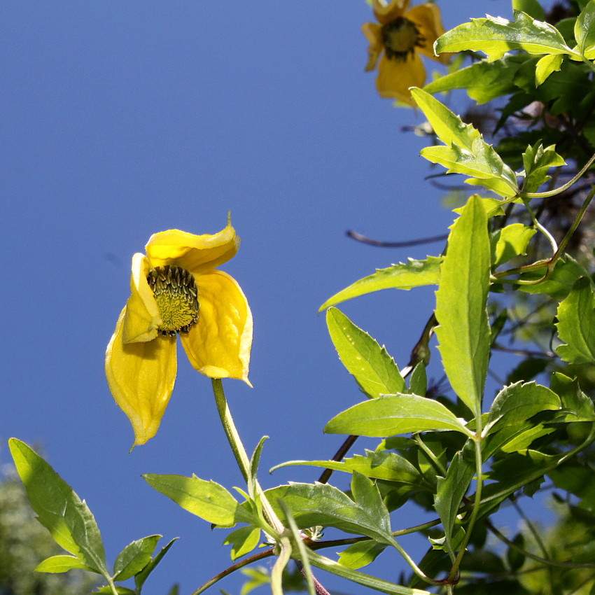 Изображение особи Clematis tangutica.