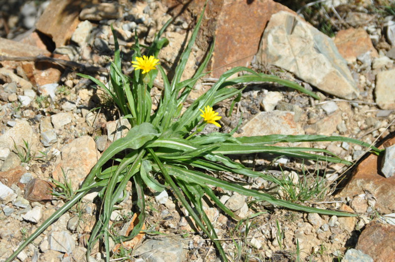 Image of Scorzonera turkeviczii specimen.