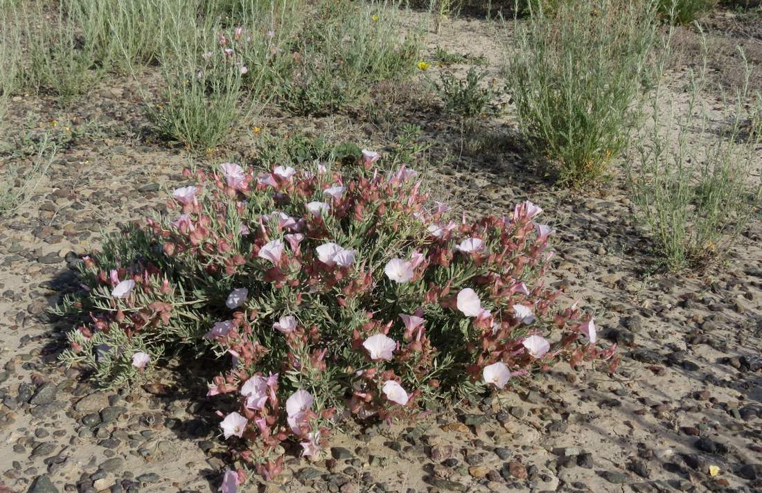 Image of Convolvulus gortschakovii specimen.