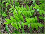 Polygonatum odoratum. Побеги. Чувашия, окрестности г. Шумерля, полянка возле ГНС. 7 июня 2009 г.