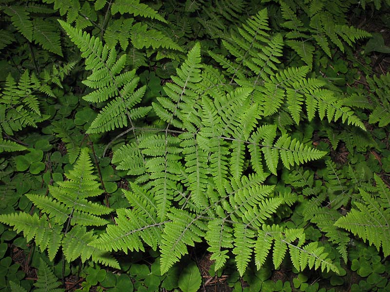 Image of Gymnocarpium robertianum specimen.