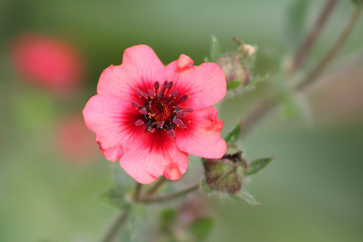 Изображение особи Potentilla nepalensis.