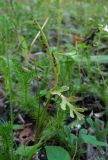 Botrychium matricariifolium