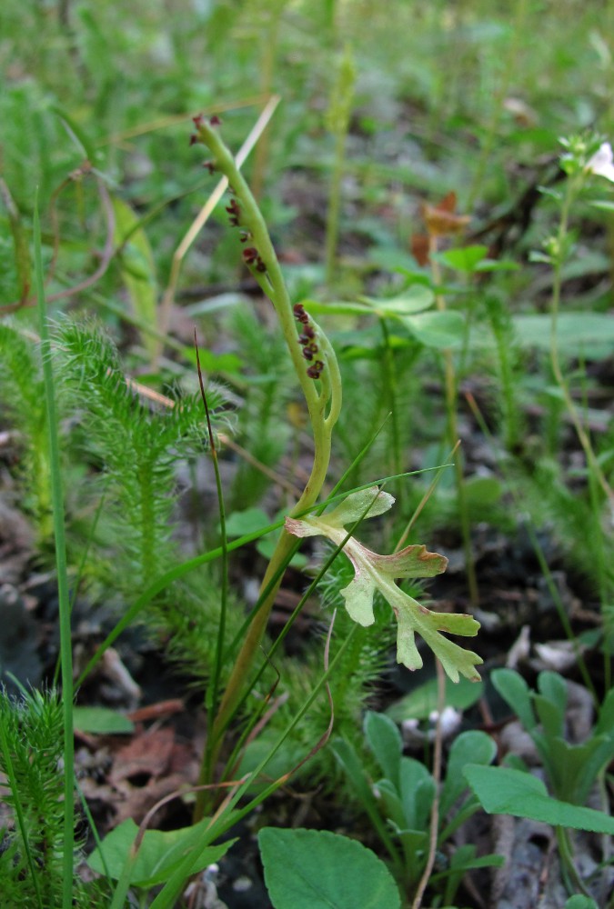 Изображение особи Botrychium matricariifolium.