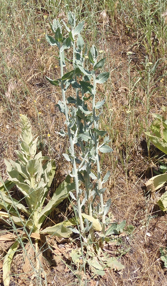 Image of Chondrilla latifolia specimen.