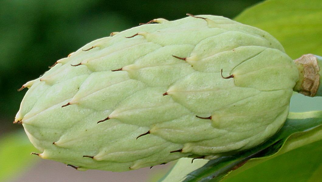 Image of Magnolia tripetala specimen.