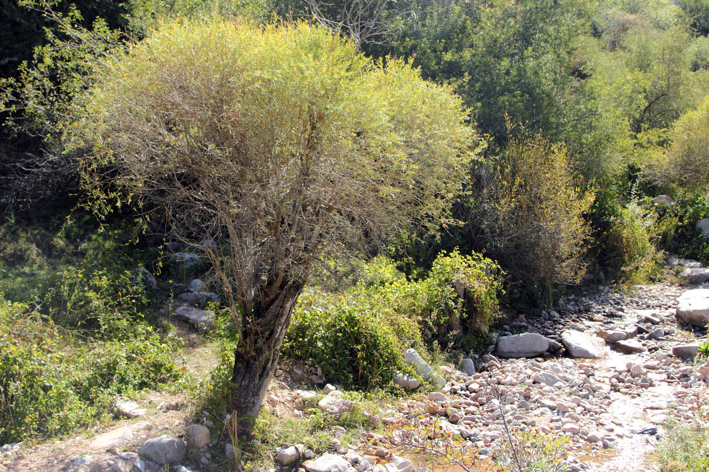 Image of Salix niedzwieckii specimen.