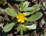 Portulaca oleracea